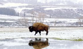 Velkolepý Yellowstone (3)