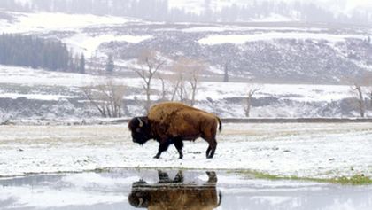 Velkolepý Yellowstone (3)