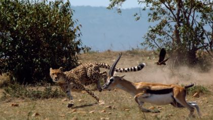 Zvířata vs přežití (3)