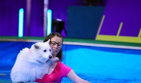 Top Dog Germany - Der beste Hund Deutschlands