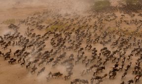 Velké šelmy Serengeti