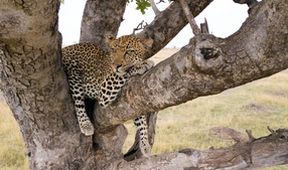 Serengeti (5)