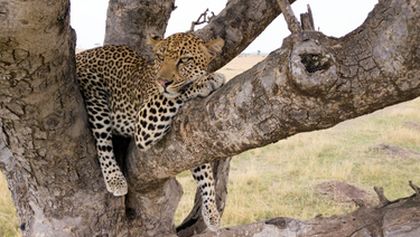 Serengeti (5)