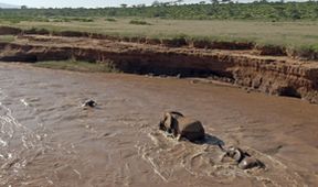Serengeti (4)