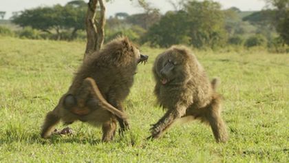 Serengeti (6)