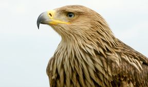 Nebeští lovci: Jestřábi, káně a orli