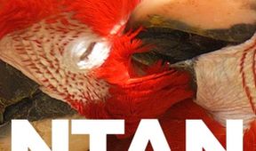Pantanal - brazilský přírodní zázrak