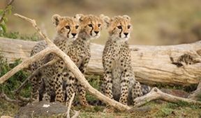 Zázračná planeta: Serengeti II (2/6)