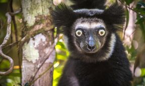 Království divočiny: Madagaskar, ostrov divů