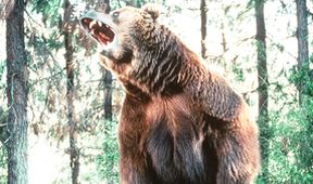 Divoký Grizzly