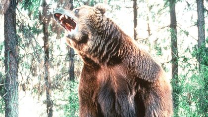 Divoký Grizzly