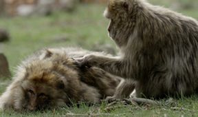Království divočiny: Makak berberský, Maroko