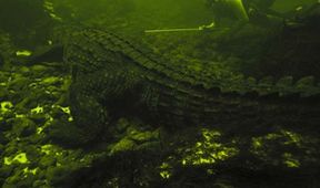 CROC Labyrinth