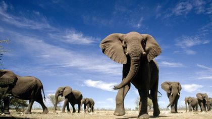 Sloni poznamenaní válkou