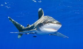 Žralok – Pod hladinou