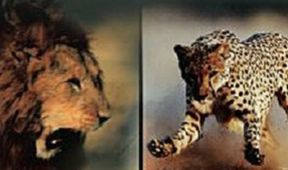 Války koček: Lev versus gepard