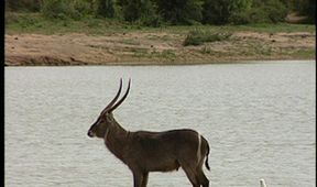 Zoologická v africkém stylu