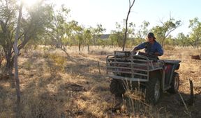 Australští lovci býků (4)