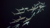 Dobrodružství s hejnem sedmi set žraloků