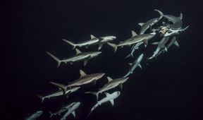 Dobrodružství s hejnem sedmi set žraloků