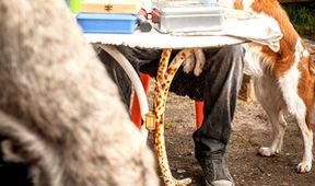 Veterinář vyšetřuje: Kapitán Hook