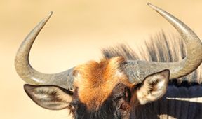 Království divočiny: Madagaskar, ostrov divů