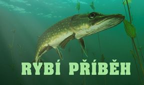 Rybí příběh