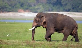 Divoká Srí Lanka ‒ levhartí království