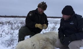 Arktičtí zachránci zvířat (2)
