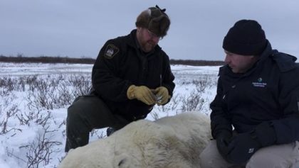 Arktičtí zachránci zvířat (1)
