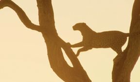 Život ve vedrech: Afrika (3)