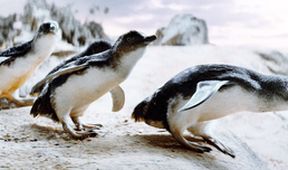 Chlupáč Oddy a tučňáci