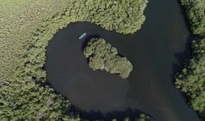 Tajemný život v mangrovech (1)