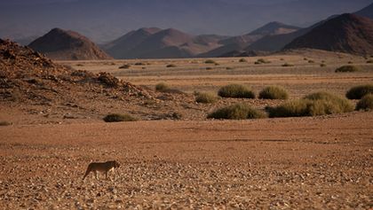 Lvi z Namibijské pouště