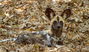 Psi hyenovití: Ve smečce (5)