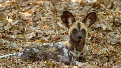 Psi hyenovití: Ve smečce (1)