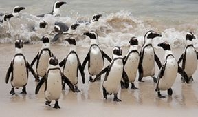 Setkání s tučňáky (6)
