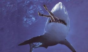 Útok žraloka