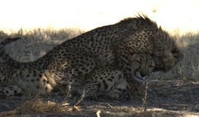 Království divočiny: Gepard, Namibie