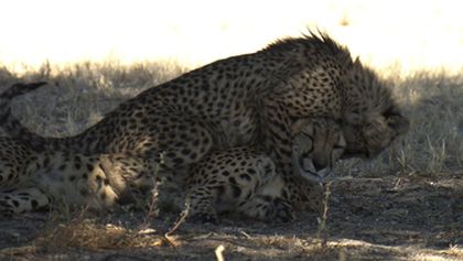 Království divočiny: Gepard, Namibie