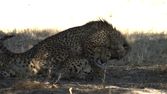 Království divočiny: Gepard, Namibie