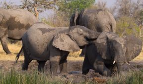 Krajiny sezónních zázraků: Okavango