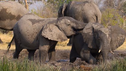 Krajiny sezónních zázraků: Okavango