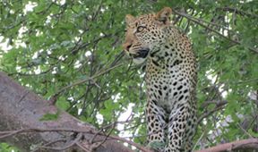 Království divočiny: Národní park Ruaha, Tanzanie