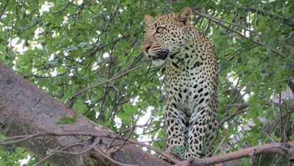 Království divočiny: Národní park Ruaha, Tanzanie