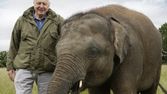 David Attenborough a legendární obří slon Jumbo