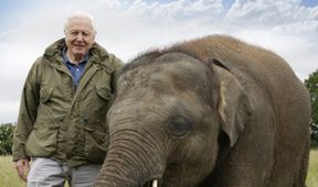 David Attenborough a legendární obří slon Jumbo