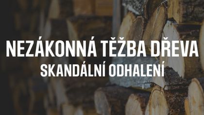 Nezákonná těžba dřeva - skandální odhalení