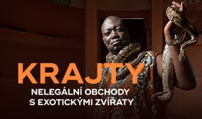 Krajty, nelegální obchody s exotickými zvířaty, Dokumentární klub