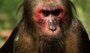 Království makaka medvědího